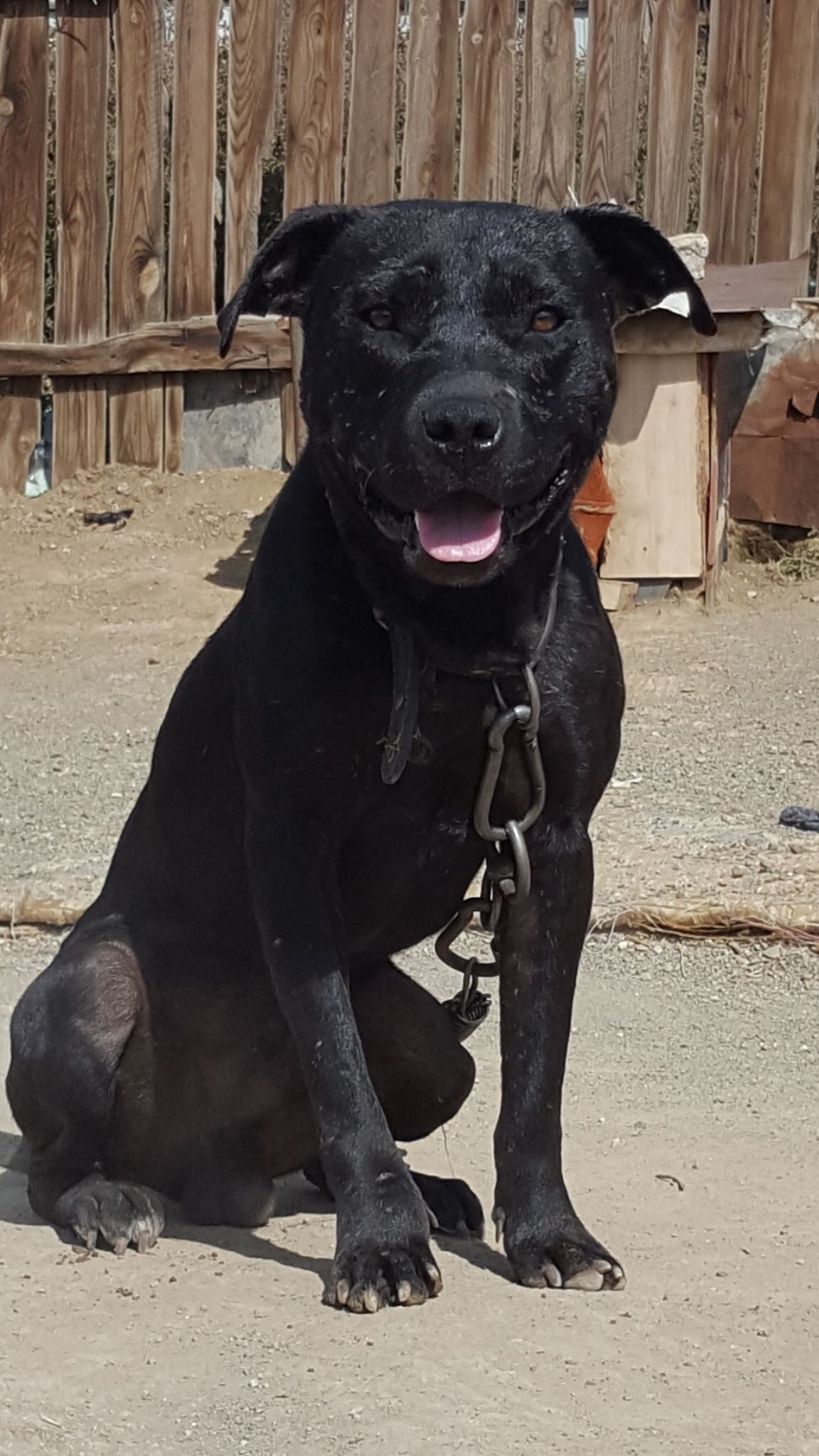 Photo of the dog