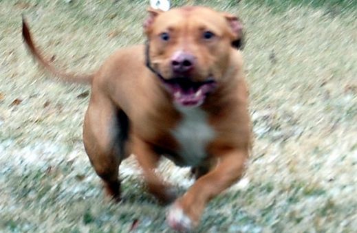 Photo of the dog