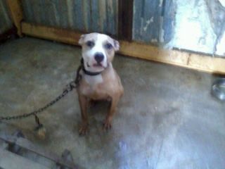 Photo of the dog
