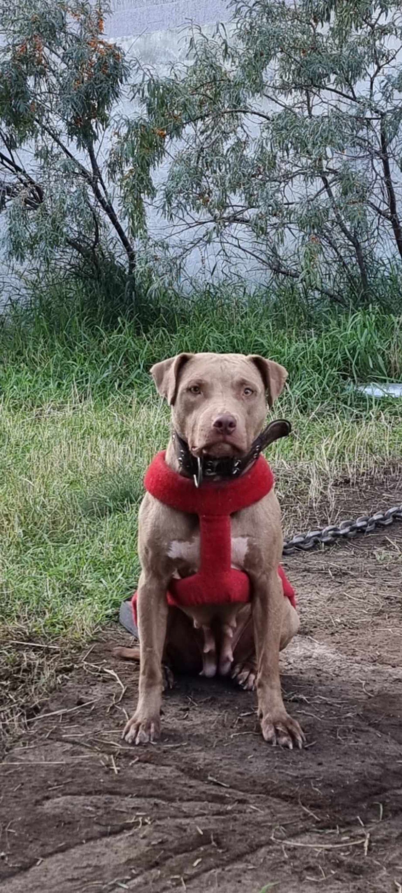 Photo of the dog