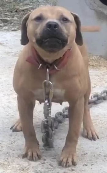 Photo of the dog