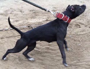 Photo of the dog