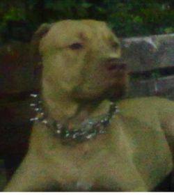 Photo of the dog