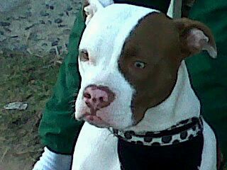 Photo of the dog