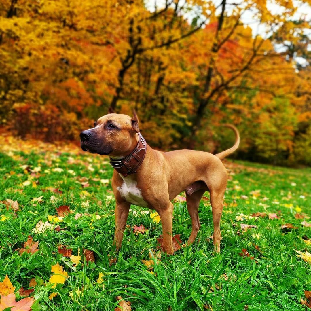Photo of the dog