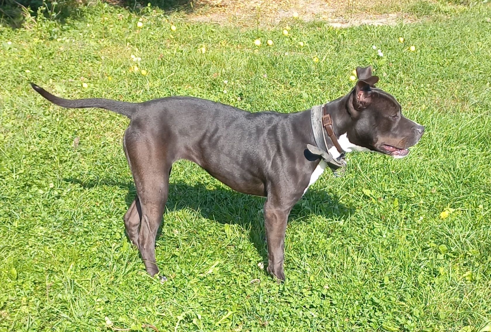 Photo of the dog