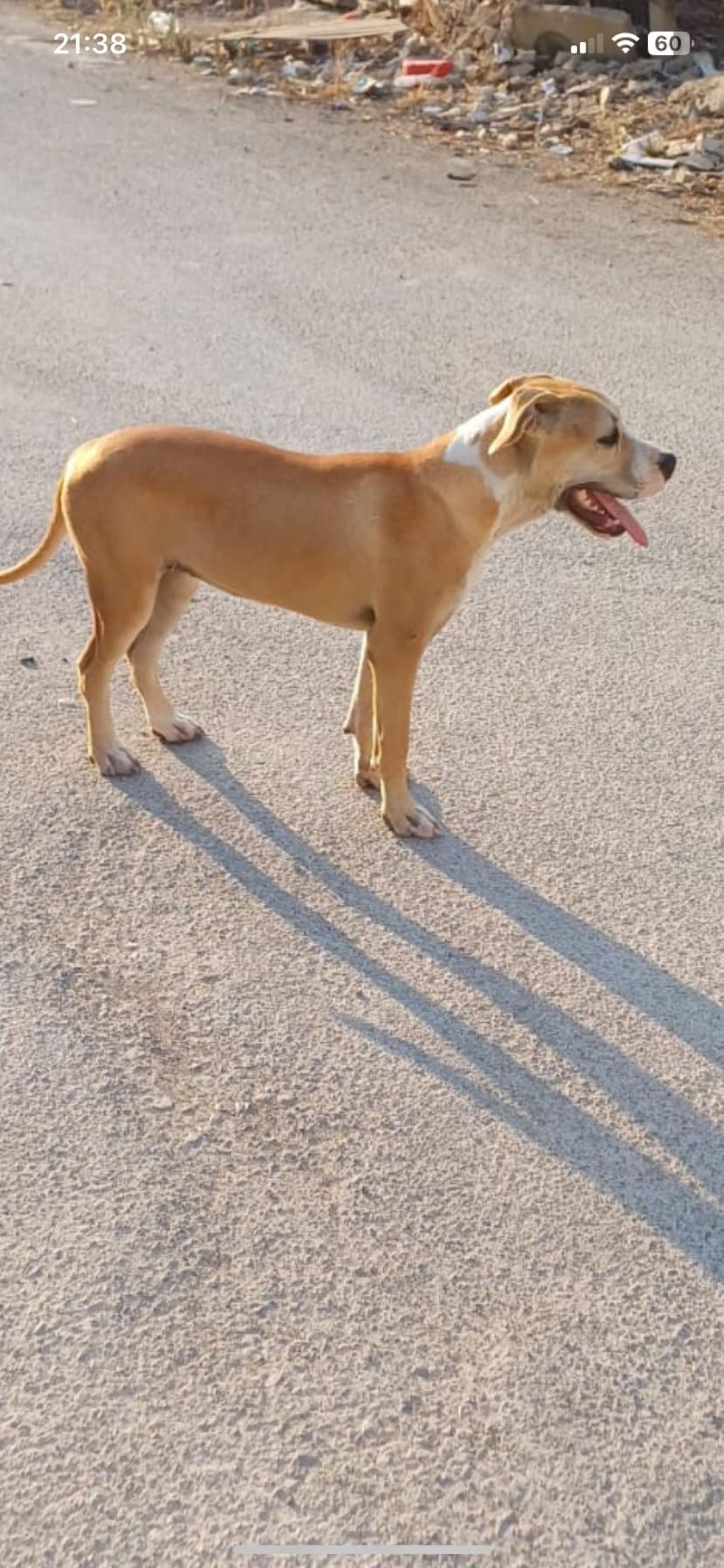 Photo of the dog