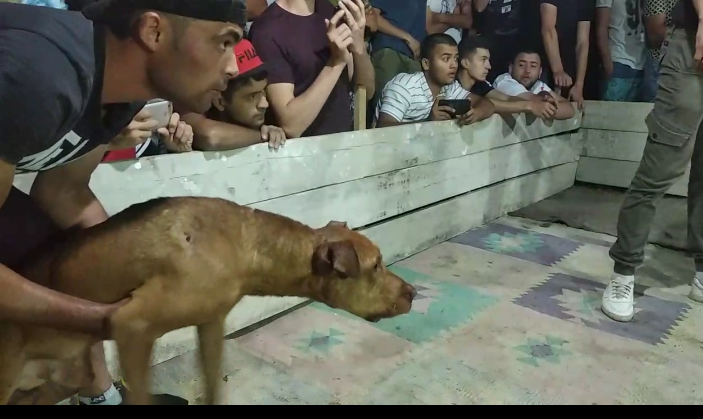 Photo of the dog