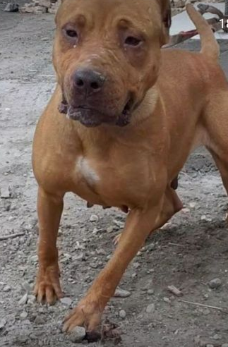Photo of the dog