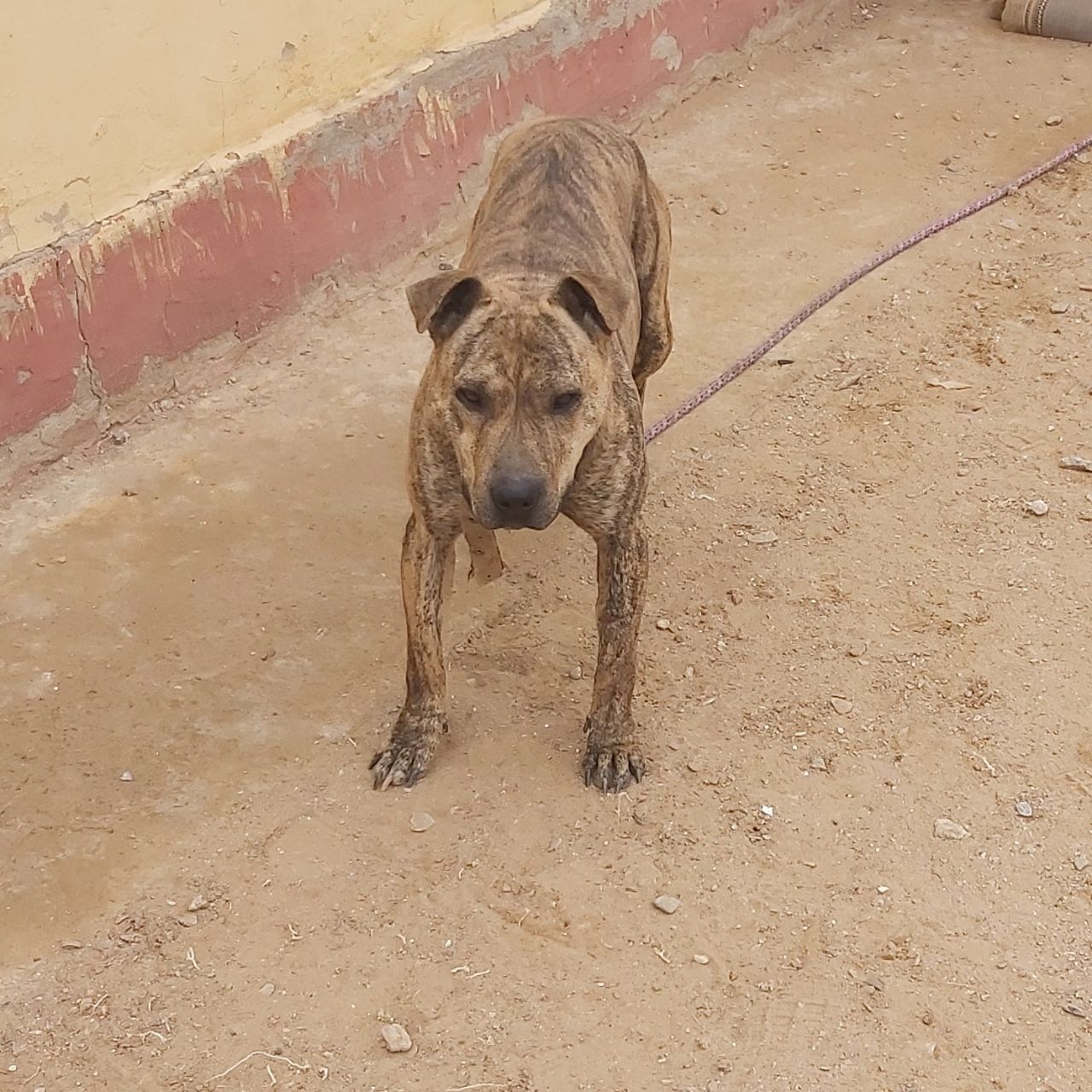 Photo of the dog