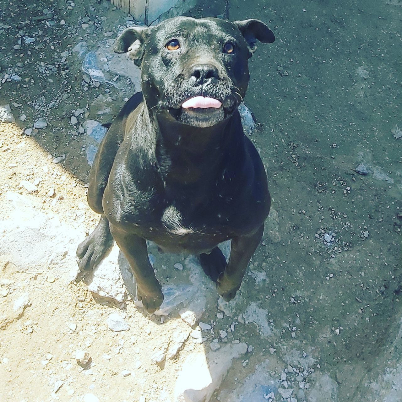 Photo of the dog