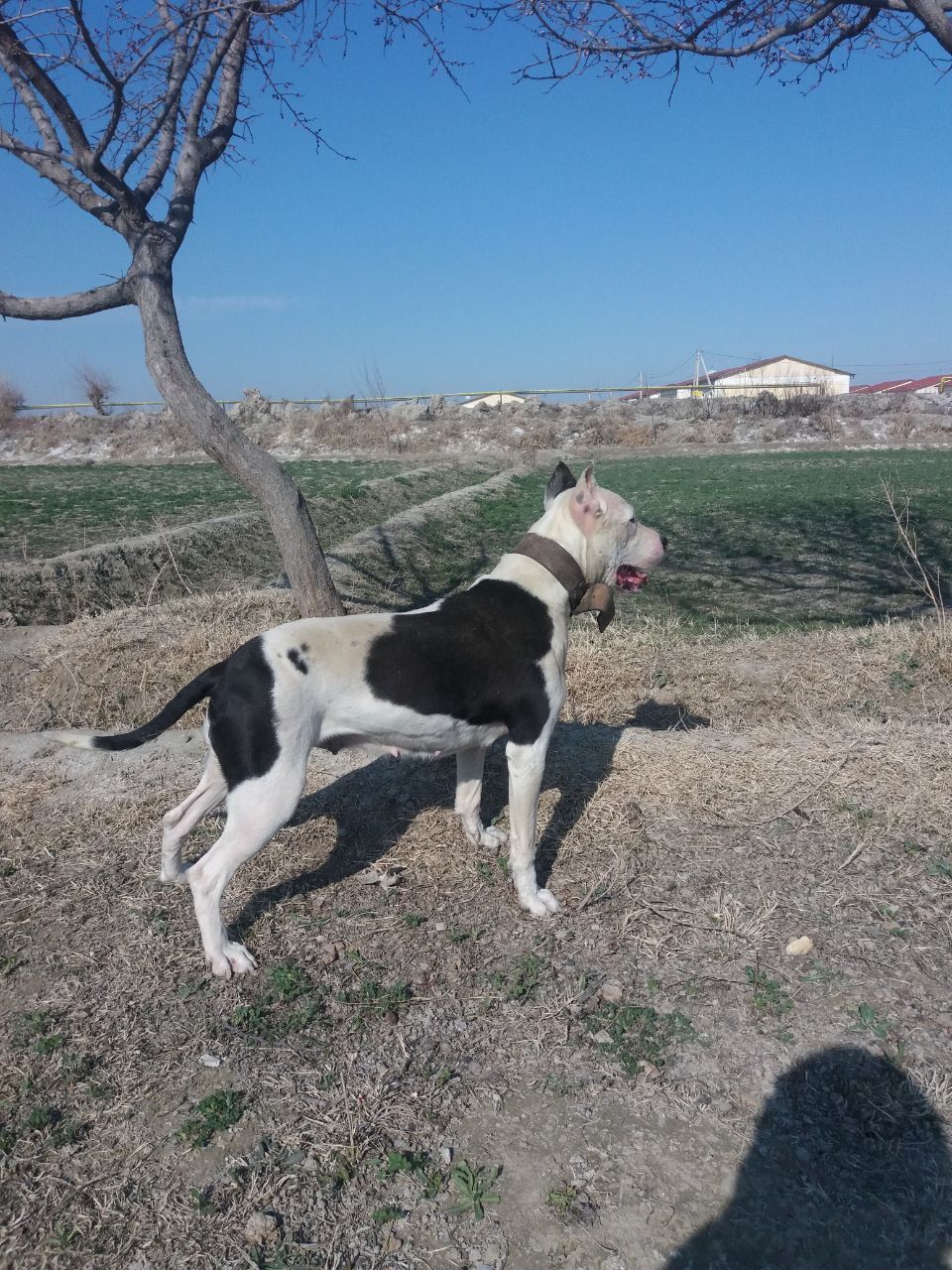 Photo of the dog