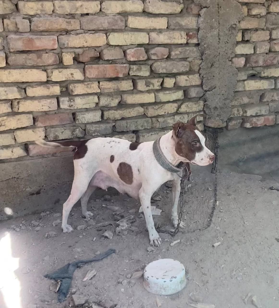 Photo of the dog