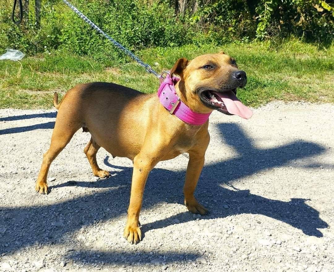 Photo of the dog