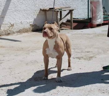 Photo of the dog