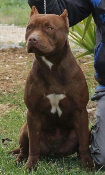 Photo of the dog