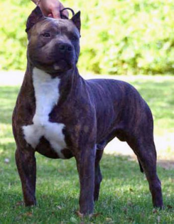 Photo of the dog