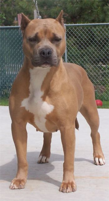 Photo of the dog