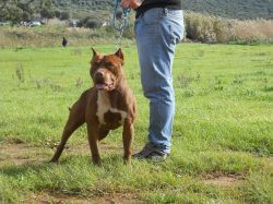 Photo of the dog