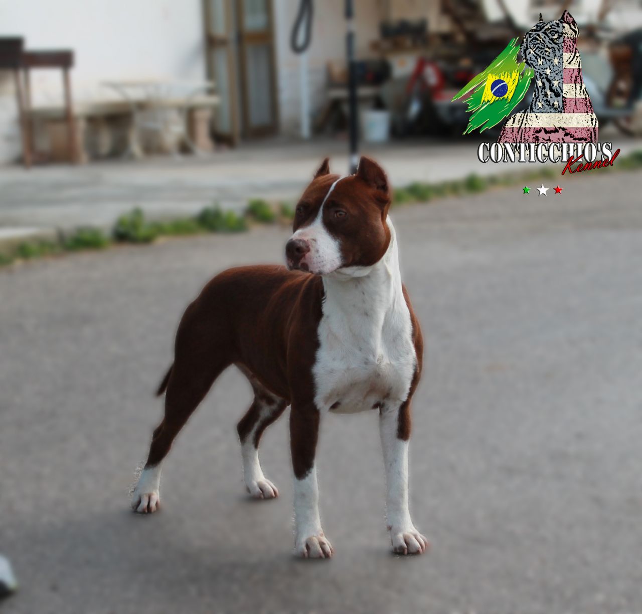 Photo of the dog