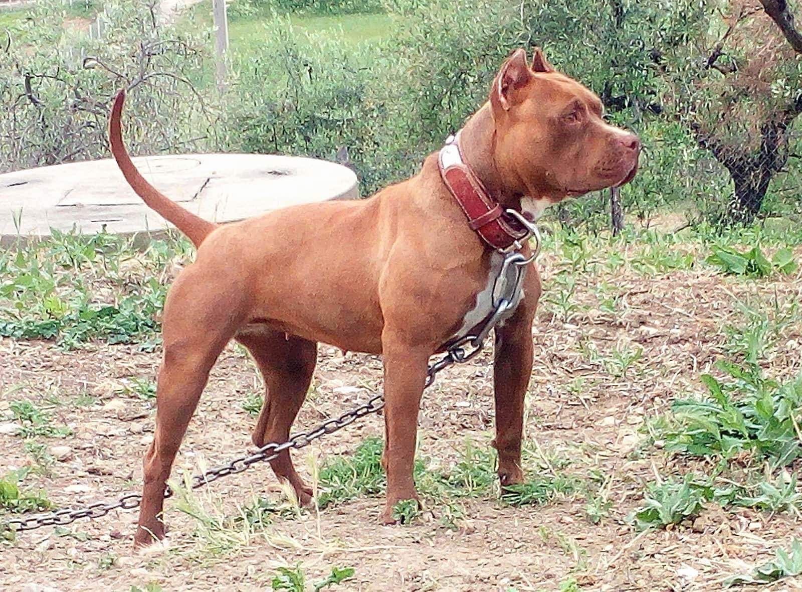 Photo of the dog