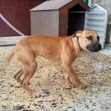 Photo of the dog