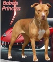 Photo of the dog