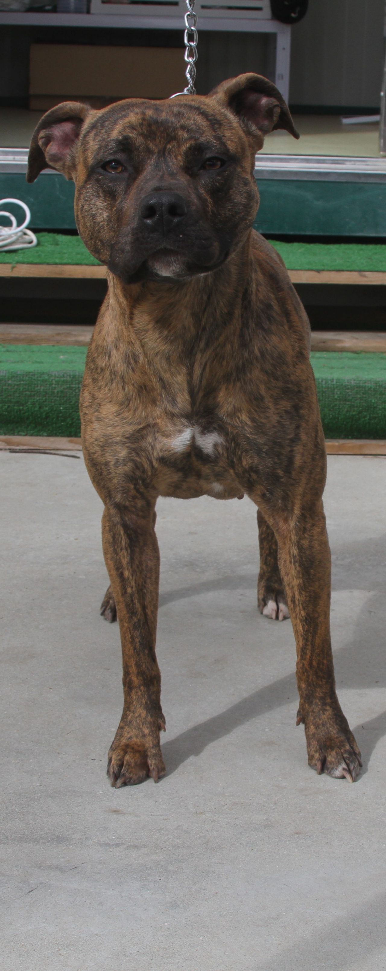 Photo of the dog