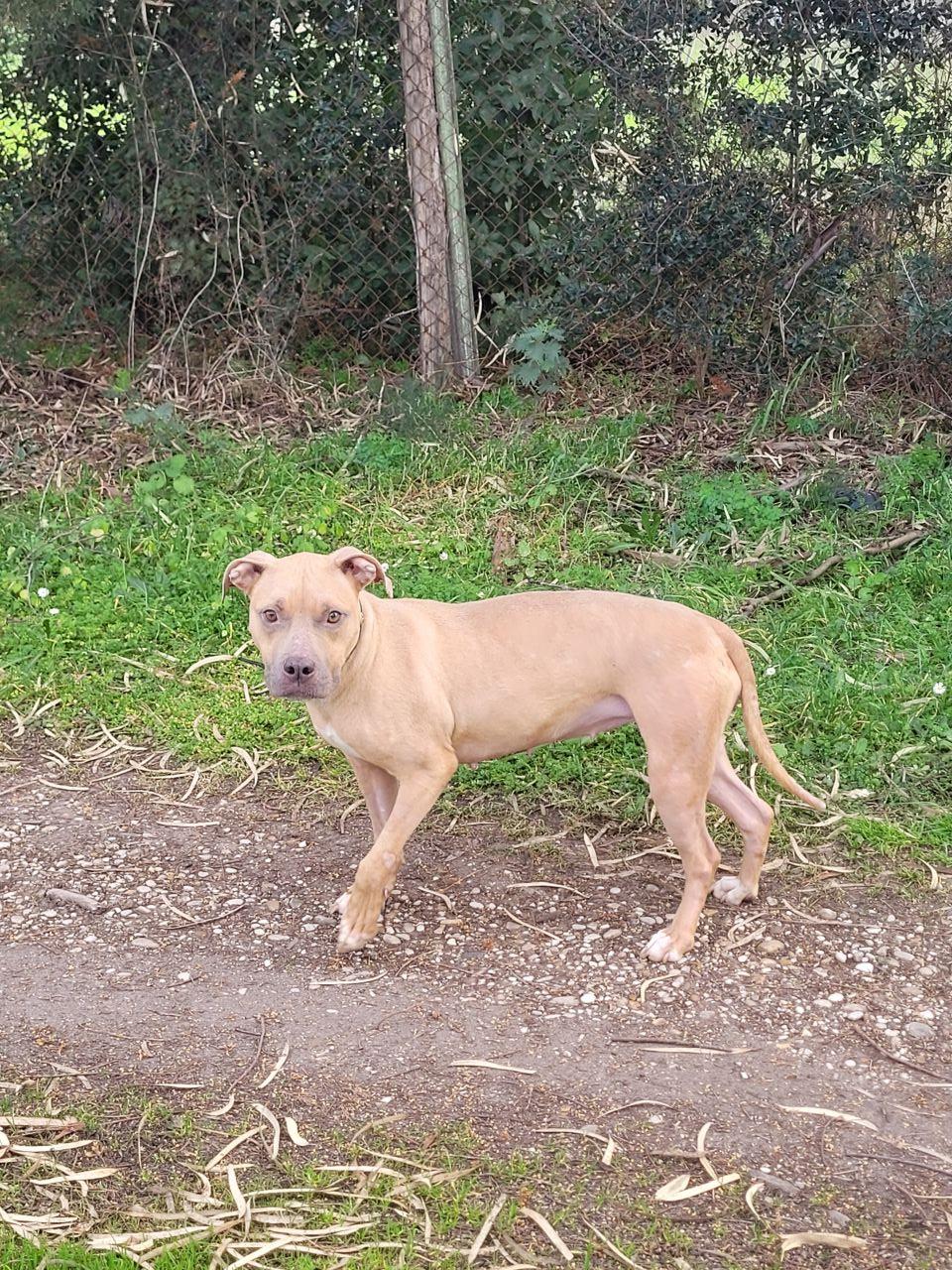 Photo of the dog