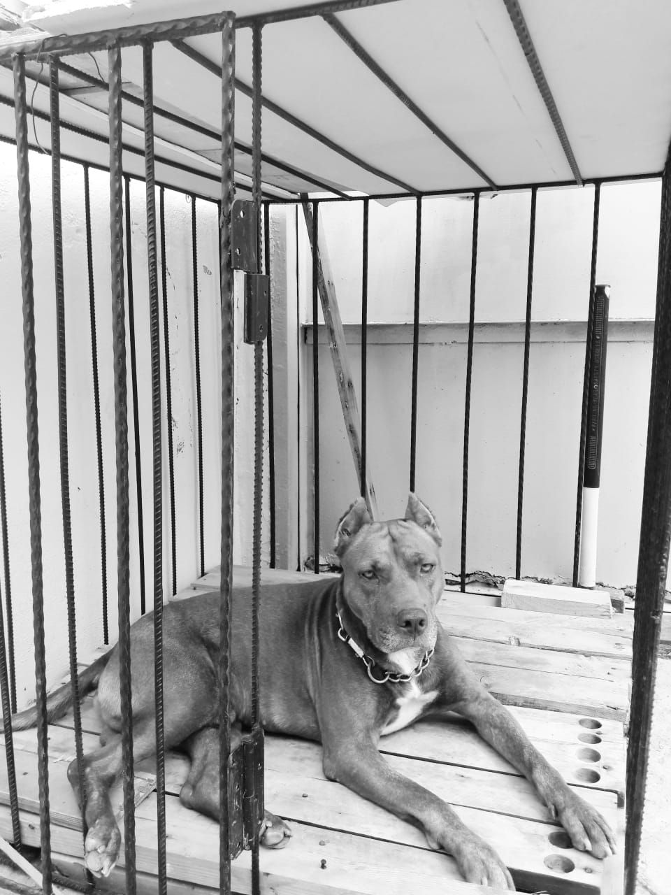 Photo of the dog