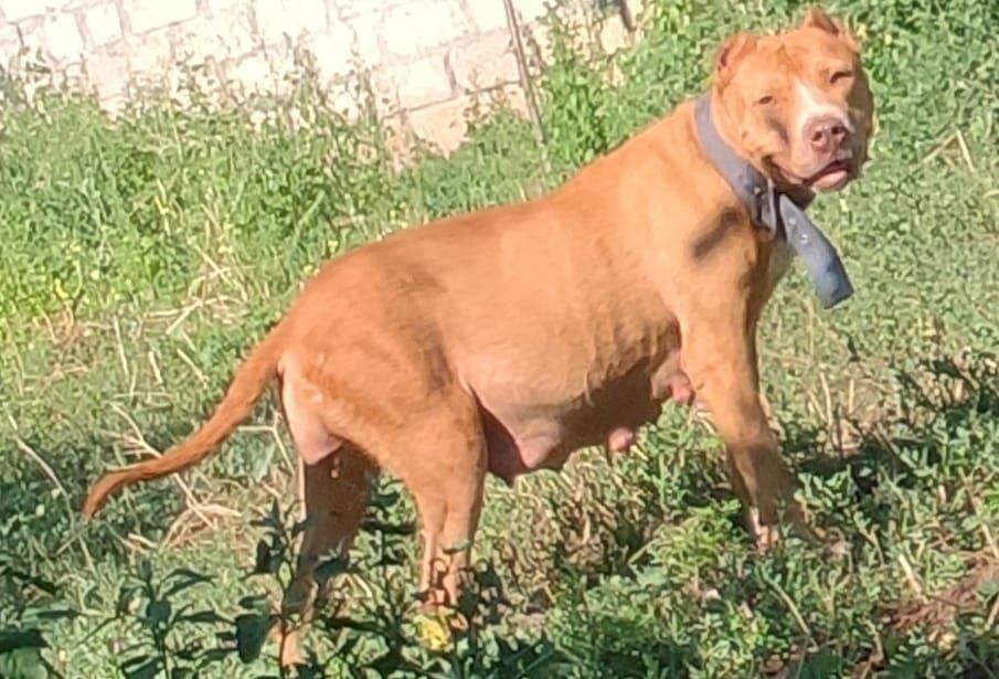 Photo of the dog