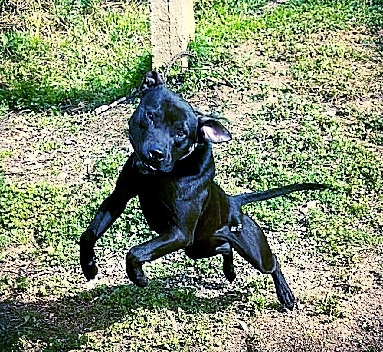 Photo of the dog