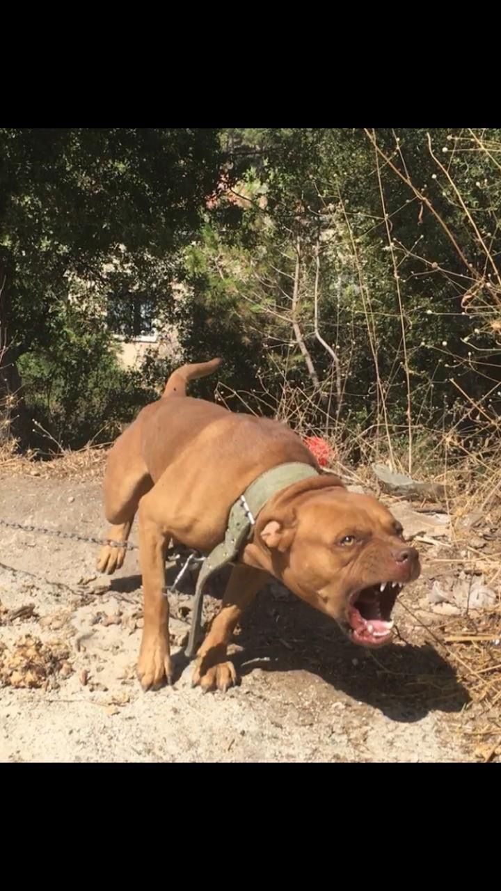 Photo of the dog