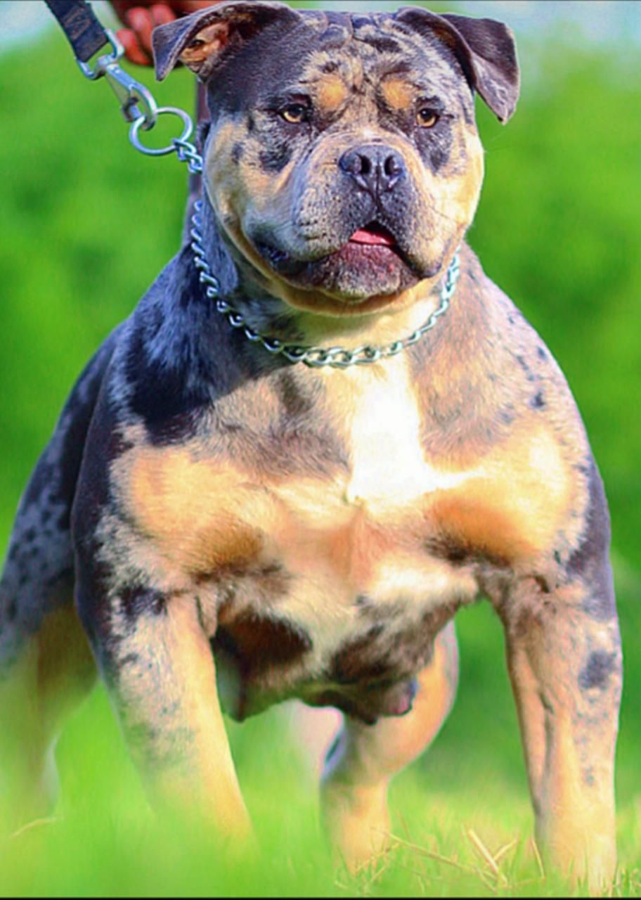 Photo of the dog