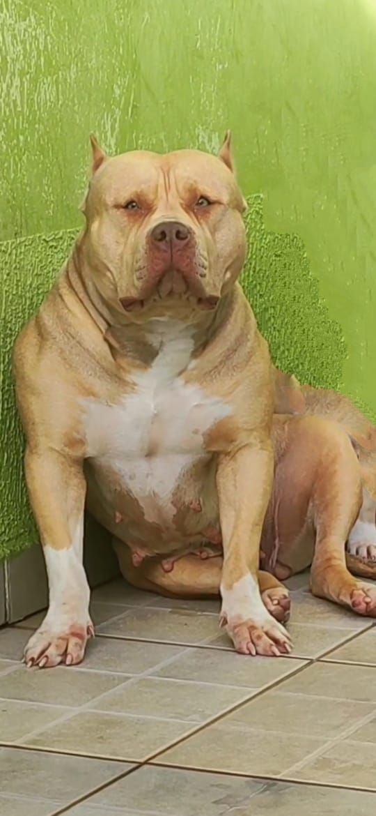 Photo of the dog