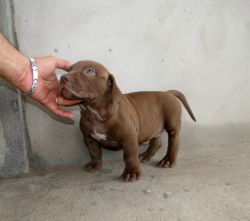 Photo of the dog