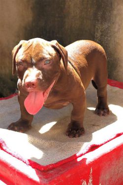 Photo of the dog