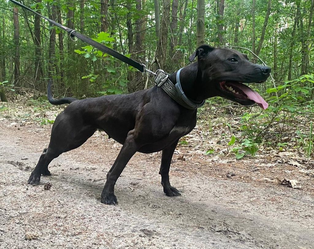 Photo of the dog