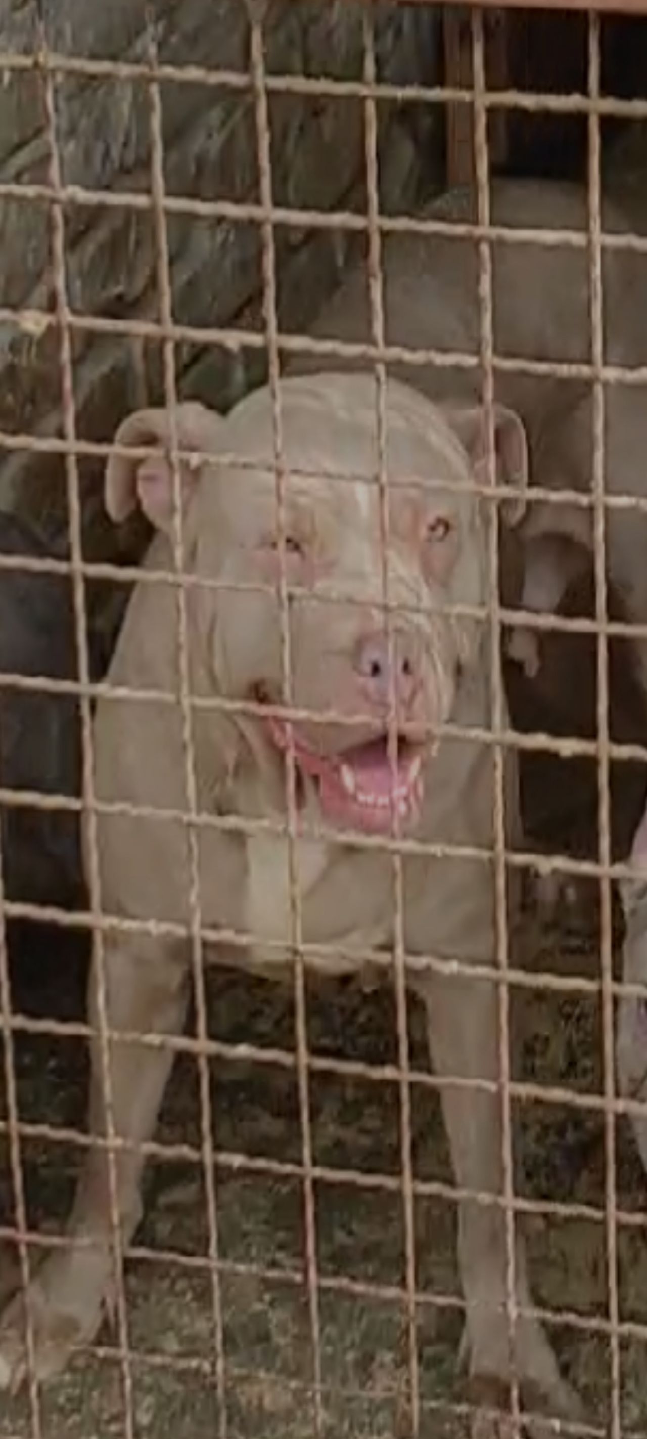 Photo of the dog
