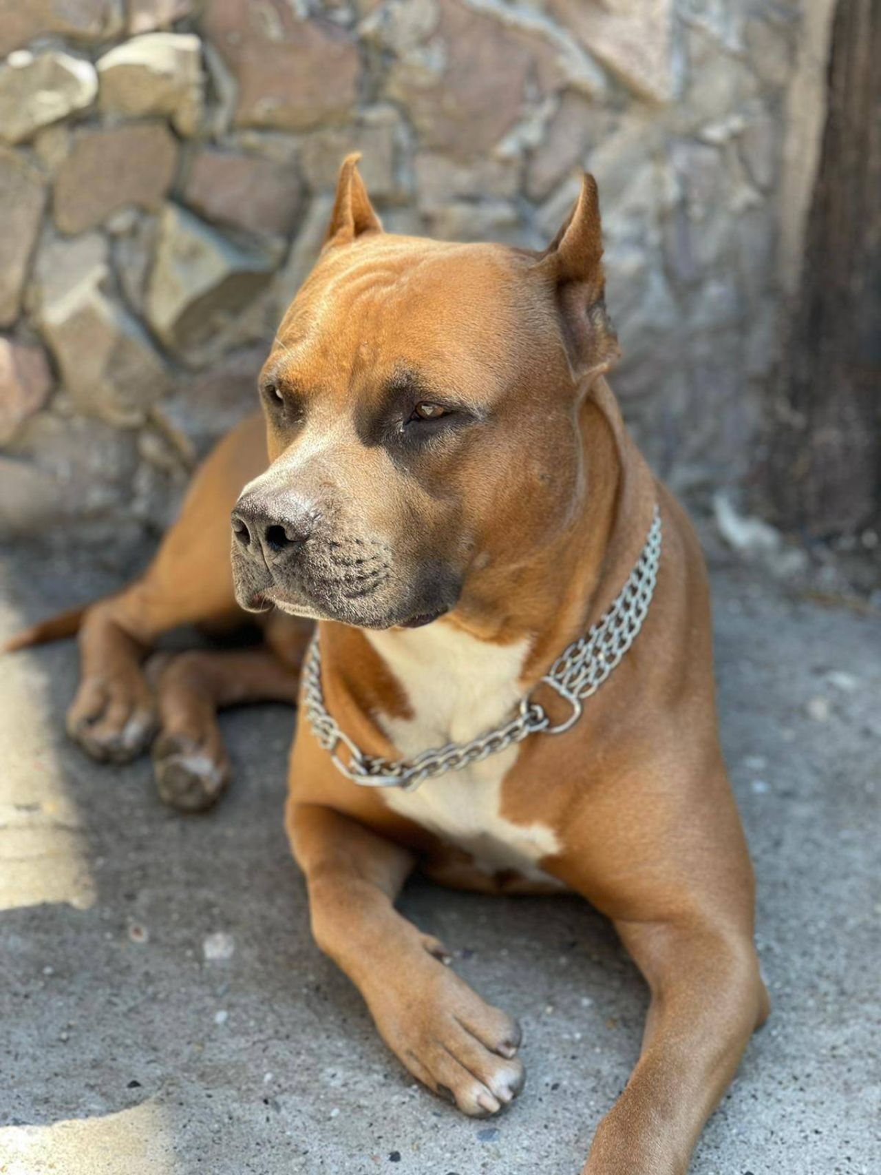Photo of the dog