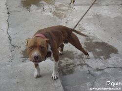 Photo of the dog