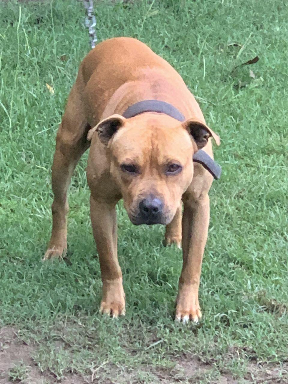 Photo of the dog