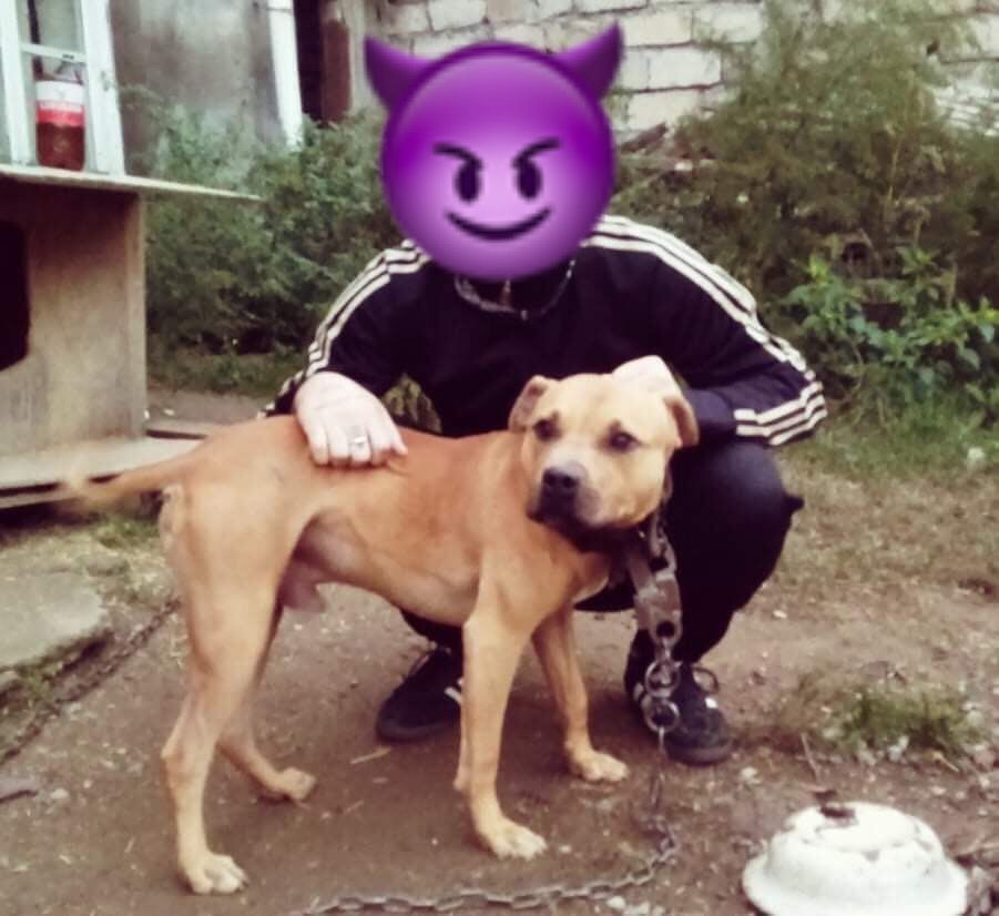 Photo of the dog