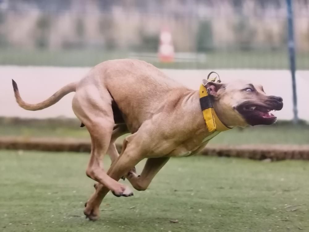 Photo of the dog