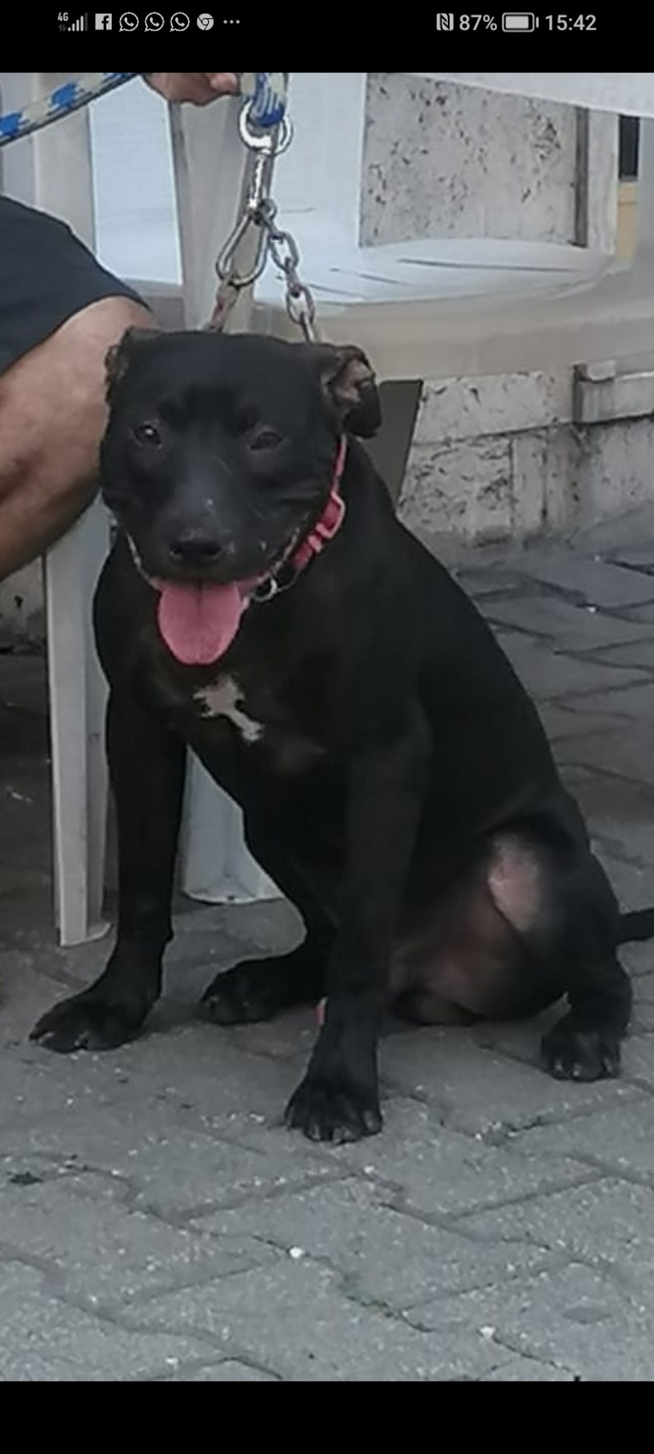 Photo of the dog