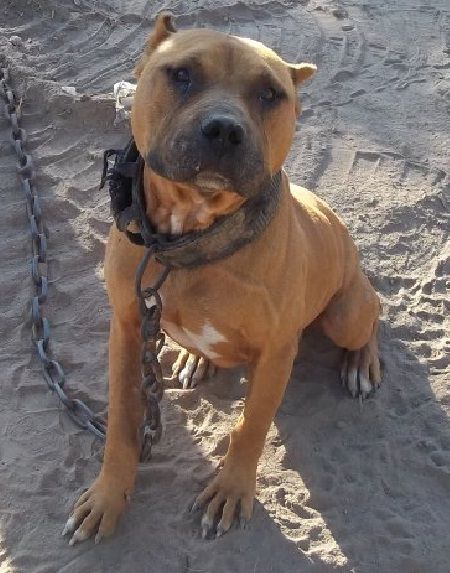 Photo of the dog