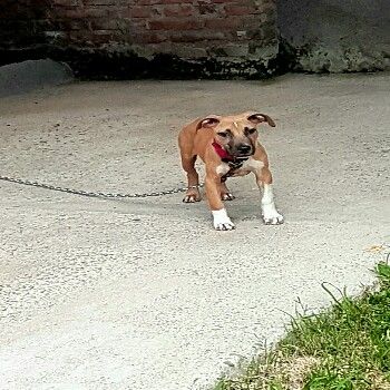 Photo of the dog