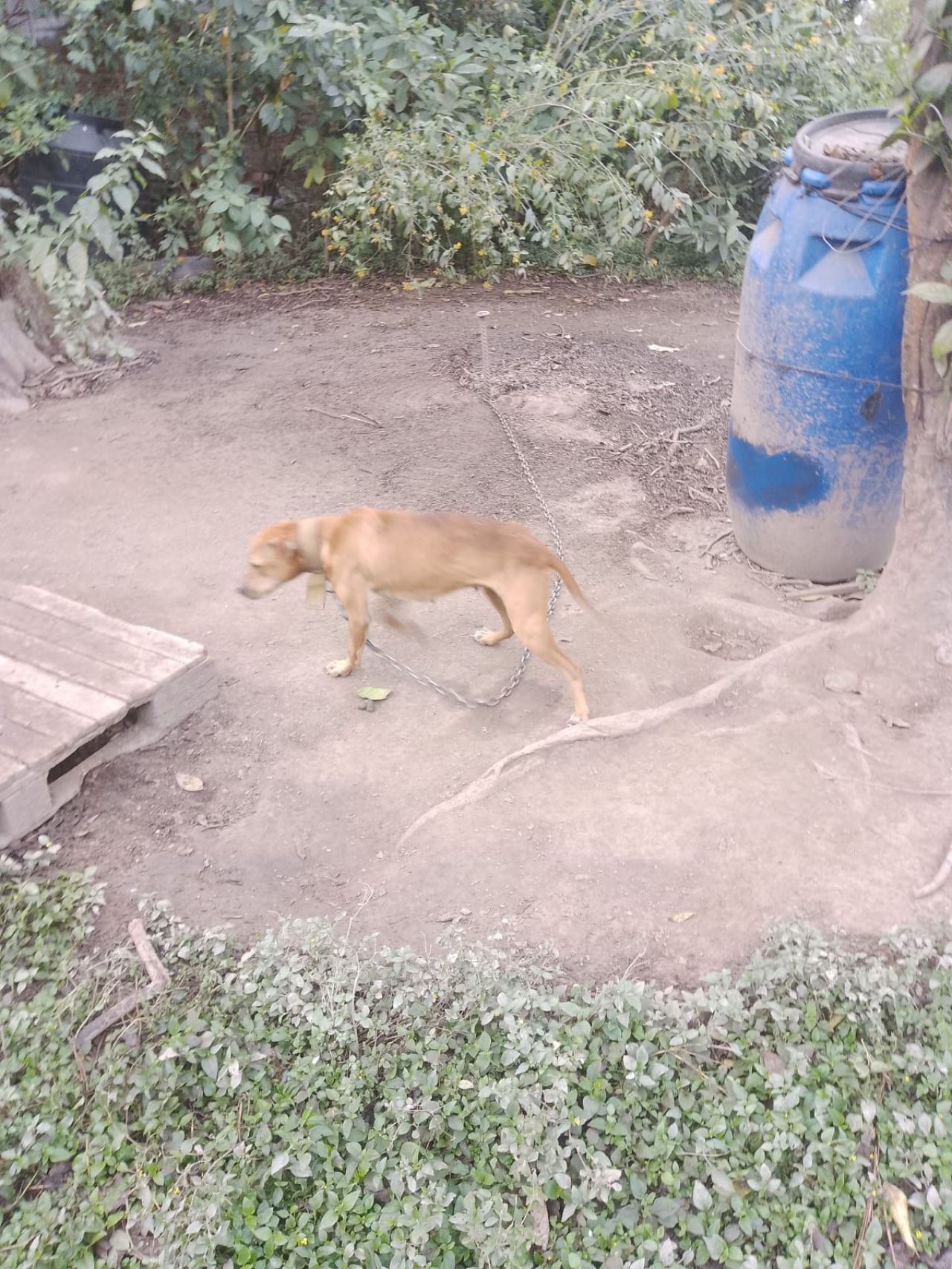 Photo of the dog