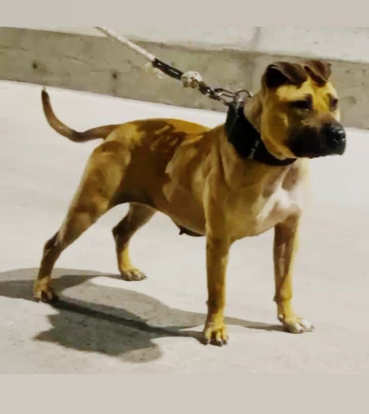 Photo of the dog