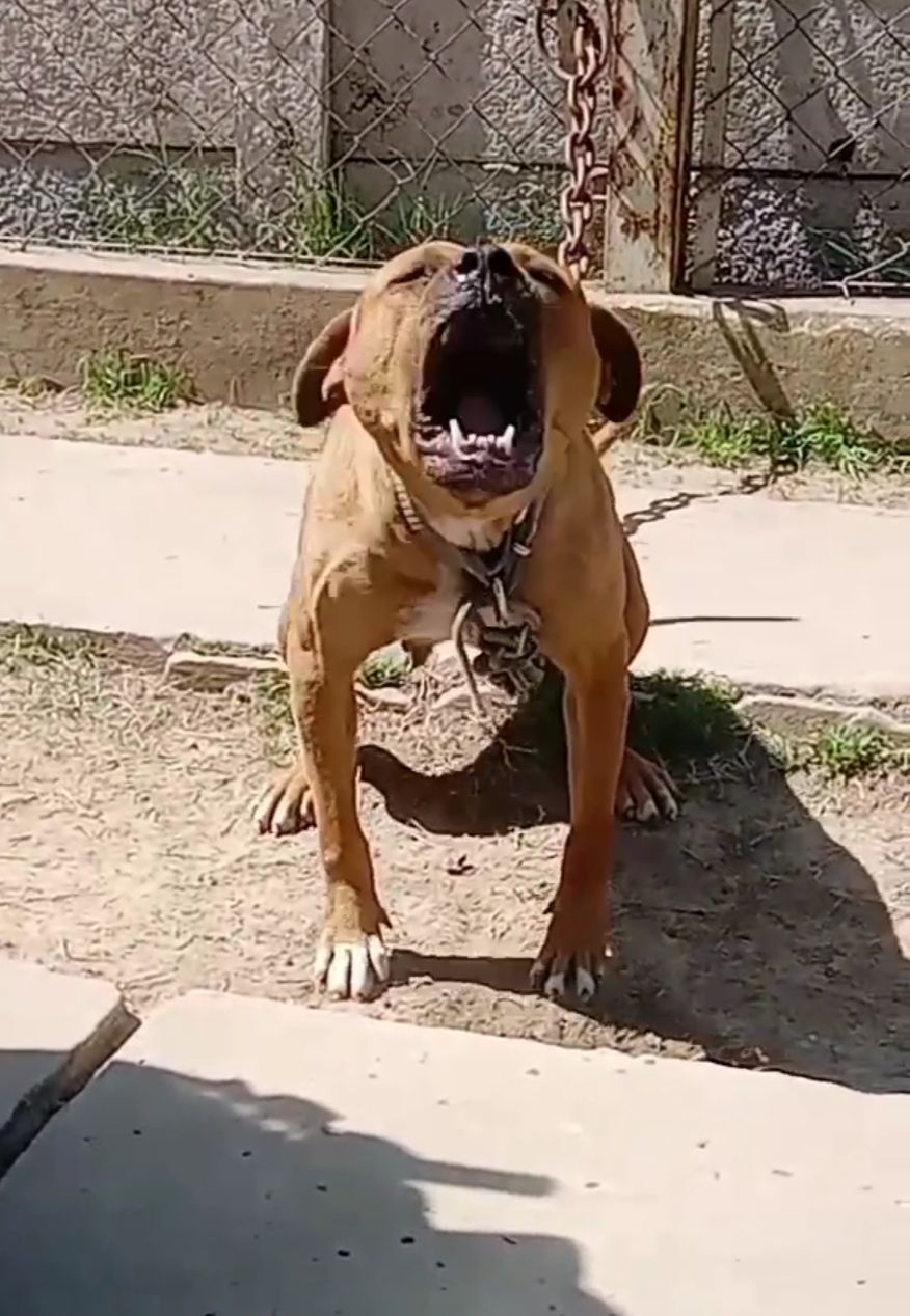 Photo of the dog